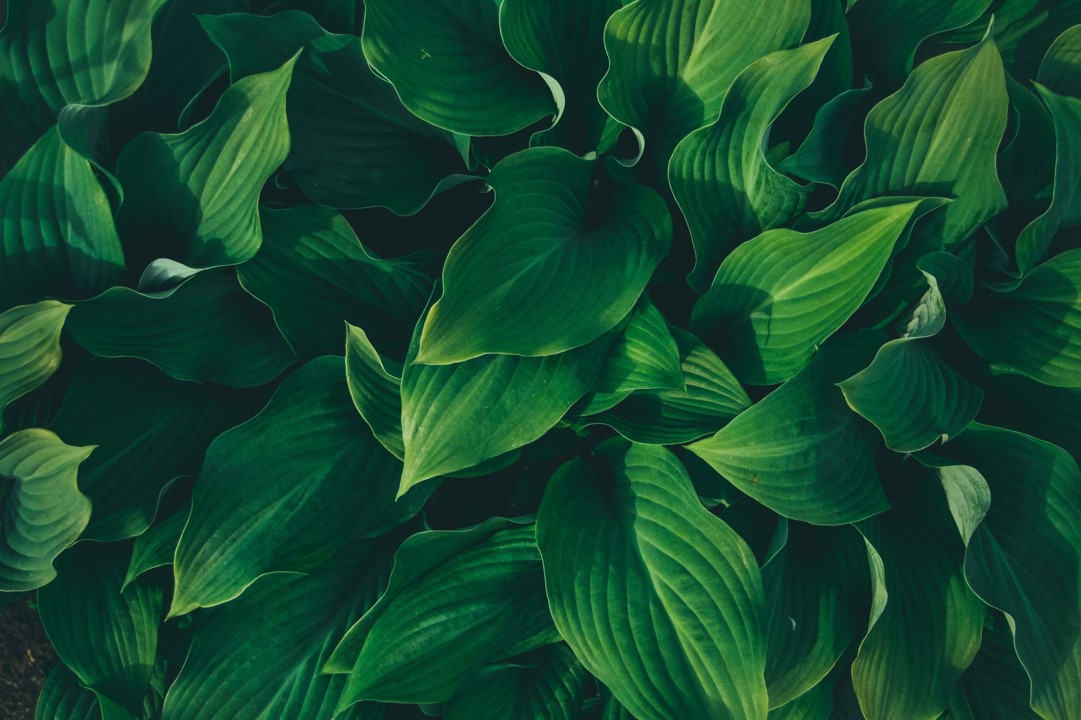 Image-plantes-environnement-data